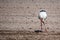 A white stork walks in spring on a freshly plowed field looking for food