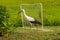 White stork in the yard the countryside