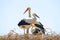 White stork with young baby storks on the nest