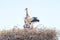 White stork with young baby storks on the nest