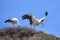 white storkin its nest in andalusia, spain