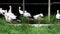 White storks in the Animal husbandry