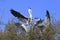 White storks bird