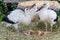 White storks, Ciconia ciconi, chicks in nest