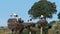 White Storks colony in a protected area at Los Barruecos Natural Monument, Malpartida de Caceres, Extremadura, Spain.