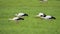White storks feeding on a meadow