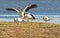 White Storks fighting for a stone