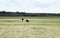 White Storks Fly Over A Field In Summer