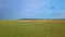 White storks fly over green fields