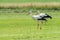 White storks looking for food in a meadow