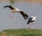 White Storks meeting