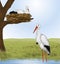 White Storks and Nest