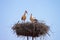 White storks in the nest