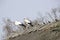 White storks on the nest (Ciconia ciconia)