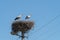 White Storks in the nest on electric pole