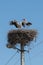 White Storks in the nest on electric pole