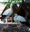 White storks on the nest near the house