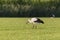 White Storks in a newly mowed meadow