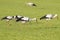 White Storks in a newly mowed meadow