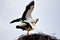 White storks pair on their nest