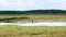 White Storks Resting On A Field At Summer Day