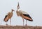 White storks sitting in its nest on a roof in Germany