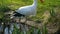 A white storks standing on pond