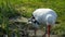 A white storks standing on pond