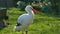 A white storks standing on pond