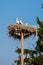 White storks with young baby stork on the nest