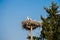 White storks with young baby stork on the nest