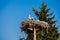 White storks with young baby stork on the nest