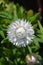 White strawflower