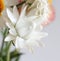 White strawflower with clear background