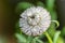 White Strawflower - Paper Daisies