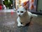 A white stray cat with blue eyes is on the street late at night, she wants to have a home, animal care concept