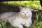 White stray cat with different colored eyes