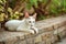 White stray cat laying on the pathway curb, green bushes and flowers behind her