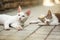 White stray cat laying on pavement, looking curious, another one sleeping in background