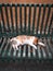 a white stray cat lying on a iron rusty chair