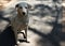 White stray dog, Homeless dog sitting staring at the food