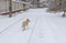 White stray dog running on a winter road searching some food