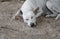 White stray dog sleep relaxing on the sand