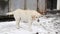 White stray dog in the snow.