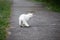 A white stray street cat turns back and looks at us