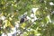 White-streaked Friarbird in Halmahera Island, Indonesia