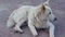 White street dog barking lying on a pavement