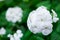 White Streptocarpus flowers in the plantation or cultivation garden or park for decoration the view with copy space and detail of