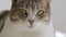 White striped american shorthaired cat look close up