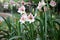 White Striped Barbados lily (Hippeastrum striatum) in a garden : (pix Sanjiv Shukla)